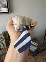 Cali’s Apricot Maltipoo! Blue & White Tie, a male Maltipoo for sale in Campbell, TX – 10 of 10