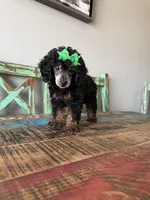 Akc Clear 🧬 Tested Black Phantom Girl 🩷, a female Poodle - Miniature  for sale in Campbell, TX – 8 of 10