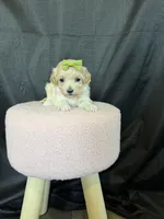 Barbies only Maltipoo Girl! Green Bow 💚, a female Maltipoo for sale in Campbell, TX – 8 of 9
