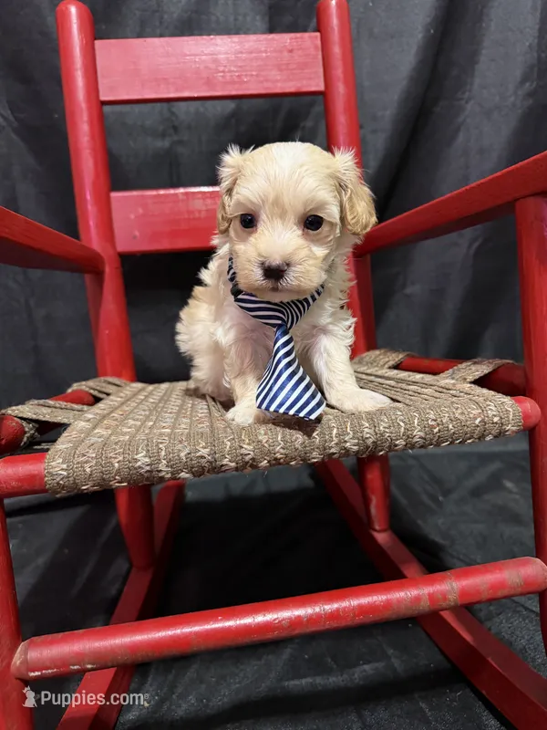 Maltipoo Boy! Blue Tie 💙 – Maltipoo puppy for sale in Campbell, TX