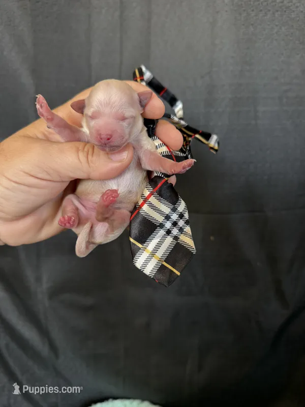 Cali’s Maltipoo Boy! White Tie – Maltipoo puppy for sale in Campbell, TX