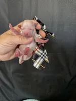 Cali’s Maltipoo Boy! White Tie, a male Maltipoo for sale in Campbell, TX – 1 of 6