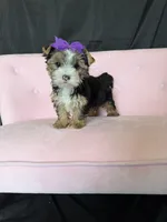 Sweet Parti Girl, a female Yorkshire Terrier for sale in Campbell, TX – 10 of 10