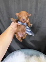 Akc Bred color Red Boy!, a male Poodle - Toy  for sale in Campbell, TX – 3 of 10