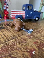 Akc Bred color Red Boy!, a male Poodle - Toy  for sale in Campbell, TX – 7 of 10