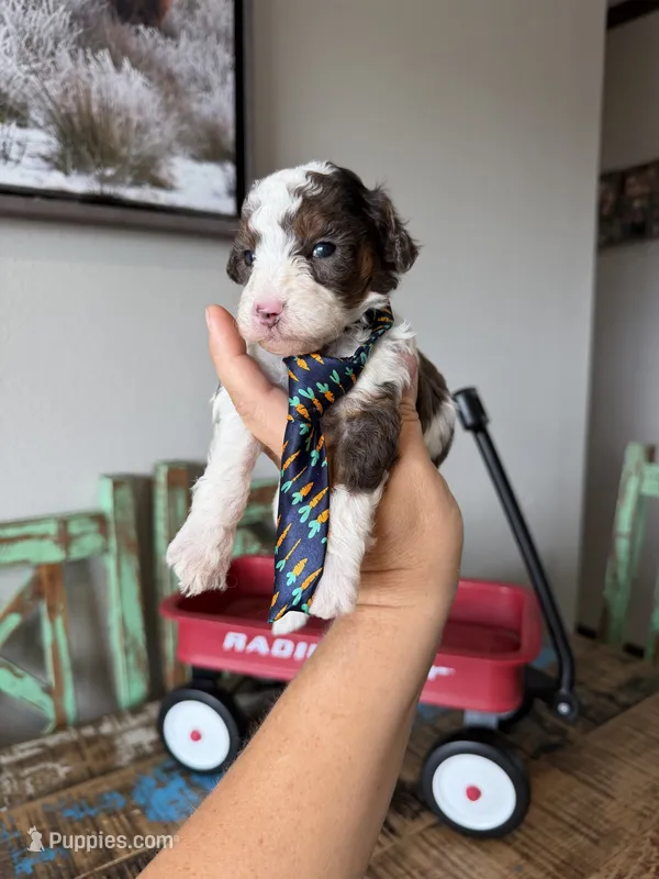 Akc Clear 🧬 tested Blue Merle Phantom Parti Boy Blue Tie – Poodle - Miniature  puppy for sale in Campbell, TX