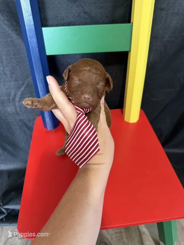 Akc Red Toy Poodle 💙 – Poodle - Toy  puppy for sale in Campbell, TX