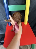 Akc Red Toy Poodle 💙, a male Poodle - Toy  for sale in Campbell, TX – 1 of 10
