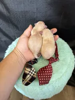 Cali’s Maltipoo Boy! White Tie, a male Maltipoo for sale in Campbell, TX – 3 of 6