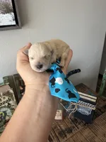 Cali’s Apricot Maltipoo Blue Tie, a male Maltipoo for sale in Campbell, TX – 4 of 10