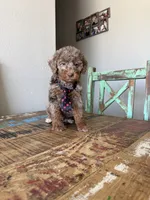 Akc Clear 🧬 Tested Chocolate Merle Phantom 💙, a male Poodle - Miniature  for sale in Campbell, TX – 10 of 10