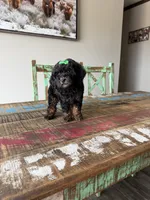 Akc Clear 🧬 Tested Black Phantom Girl, a female Poodle - Miniature  for sale in Campbell, TX – 7 of 10