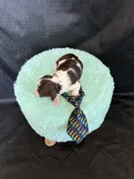Akc Clear 🧬 Chocolate Phantom Parti Boy, a male Poodle - Miniature  for sale in Campbell, TX – 5 of 10