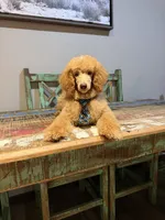 Akc Clear 🧬 At/At Ky/Ky b/b e/e N/S Small Moyen, a male Poodle - Standard  for sale in Campbell, TX – 2 of 5