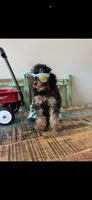 Akc Clear 🧬 Tested Clear Boy 💙, a male Poodle - Miniature  for sale in Campbell, TX – 4 of 10