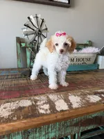 Akc Clear 🧬 Tested Chocolate Phantom Parti 🩷, a female Poodle - Miniature  for sale in Campbell, TX – 4 of 10