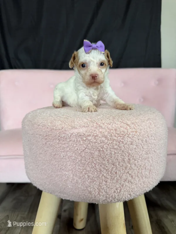 Akc Clear 🧬 tested Chocolate Phantom Parti Girl  – Poodle - Miniature  puppy for sale in Campbell, TX