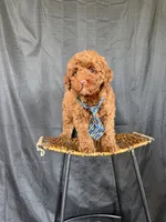Akc Clear 🧬 Tested Red Poodle Boy 💙 bb, a male Poodle - Miniature  for sale in Campbell, TX – 5 of 10