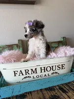 Akc Clear 🧬 Tested Blue Merle Phantom Parti 🩷, a female Poodle - Miniature  for sale in Campbell, TX – 10 of 10