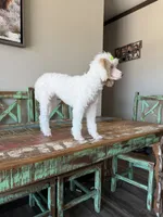 Akc Clear 🧬 Tested Chocolate Phantom Parti 🩷, a female Poodle - Miniature  for sale in Campbell, TX – 4 of 10