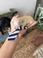 Cali’s Apricot Maltipoo! Blue & White Tie, a male Maltipoo for sale in Campbell, TX – 9 of 10