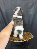 Akc Clear 🧬 Tested Blue Merle Phantom Parti 💙, a male Poodle - Miniature  for sale in Campbell, TX – 10 of 10