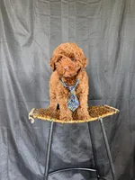 Akc Clear 🧬 Tested Red Poodle Boy 💙 bb, a male Poodle - Miniature  for sale in Campbell, TX – 6 of 10