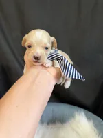 Maltipoo Boy! Blue Tie 💙, a male Maltipoo for sale in Campbell, TX – 7 of 10