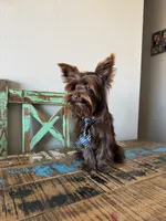 KB Chocolate Boy Rocky, a male Yorkshire Terrier for sale in Campbell, TX – 5 of 9