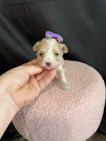Maltipoo! Purple Bow 💜, a female Maltipoo for sale in Campbell, TX – 6 of 10