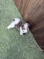 Akc Clear 🧬 Tested Blue Merle Phantom Parti Boy- Carries Brown, a male Poodle - Miniature  for sale in Campbell, TX – 10 of 10