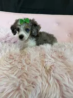 Akc Clear 🧬 Blue Merle Phantom Parti 🩷, a female Poodle - Miniature  for sale in Campbell, TX – 3 of 10