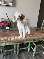 Akc 🧬 Tested Clear AtAt KyKy S/S bb girl , a female Poodle - Miniature  for sale in Campbell, TX – 6 of 10