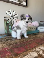 Akc Clear 🧬 Tested Blue Merle Phantom Parti 🩷, a female Poodle - Miniature  for sale in Campbell, TX – 6 of 10