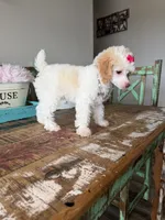 Akc Clear 🧬 Tested Chocolate Phantom Parti 🩷, a female Poodle - Toy  for sale in Campbell, TX – 9 of 10