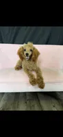 Akc Red Poodle Girl, a female Poodle - Miniature  for sale in Campbell, TX – 7 of 10