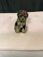 Akc Clear 🧬 Tested Blue Merle Phantom 🩷, a female Poodle - Miniature  for sale in Campbell, TX – 8 of 10