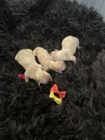 Maltipoo Girls! 3 available! , a female Maltipoo for sale in Campbell, TX – 7 of 10
