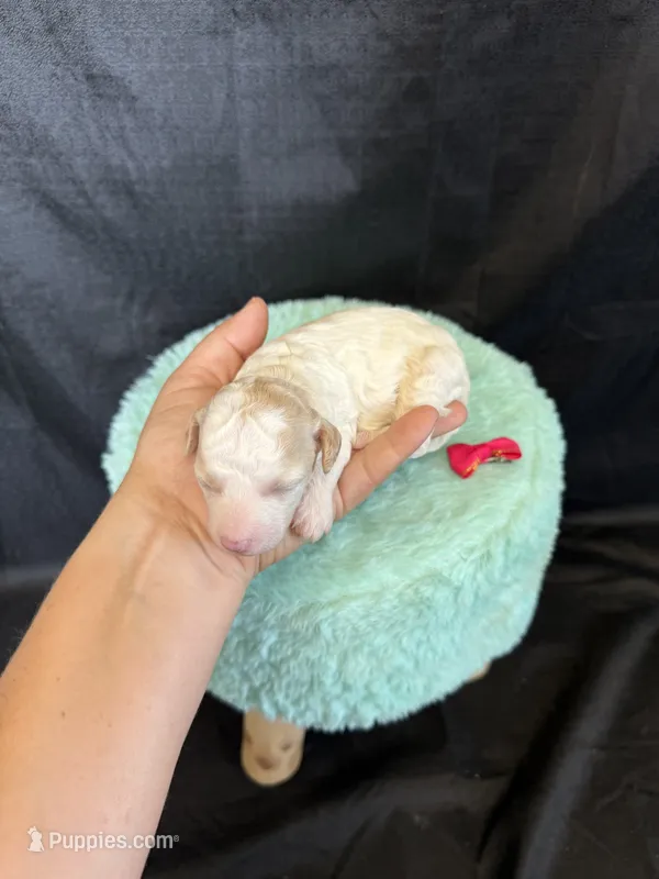 Akc Clear 🧬 tested Chocolate Phantom Parti  – Poodle - Miniature  puppy for sale in Campbell, TX