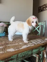 Akc Clear 🧬 Tested Chocolate Phantom Parti Girl, a female Poodle - Toy  for sale in Campbell, TX – 5 of 9