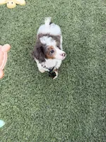 Akc Clear 🧬 Tested Blue Merle Phantom Parti Boy- Carries Brown, a male Poodle - Miniature  for sale in Campbell, TX – 8 of 10