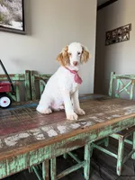 Akc Clear Red bb hidden Merle Parti Boy, a male Poodle - Miniature  for sale in Campbell, TX – 9 of 10