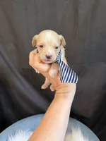 Maltipoo Boy! Blue Tie 💙, a male Maltipoo for sale in Campbell, TX – 8 of 10