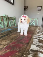 Akc Clear 🧬 Tested Chocolate Phantom Parti 🩷, a female Poodle - Miniature  for sale in Campbell, TX – 4 of 10