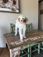 Akc Clear 🧬 Tested Chocolate Phantom Parti 🩷, a female Poodle - Miniature  for sale in Campbell, TX – 3 of 10