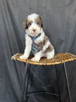 Akc Clear 🧬 Tested Blue Merle Phantom Parti 💙, a male Poodle - Miniature  for sale in Campbell, TX – 5 of 10