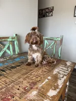KB Chocolate Yorkie Girl Cocobean, a female Yorkshire Terrier for sale in Campbell, TX – 7 of 10