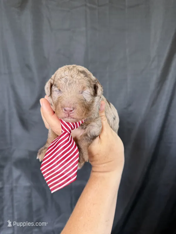 Akc Clear Chocolate Merle Phantom Red Tie – Poodle - Miniature  puppy for sale in Campbell, TX