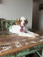 Akc Clear Red bb hidden Merle Parti Boy, a male Poodle - Miniature  for sale in Campbell, TX – 7 of 10