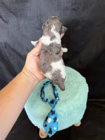 Akc Clear 🧬 tested Blue Merle Phantom Parti Boy Blue Tie, a male Poodle - Miniature  for sale in Campbell, TX – 2 of 10